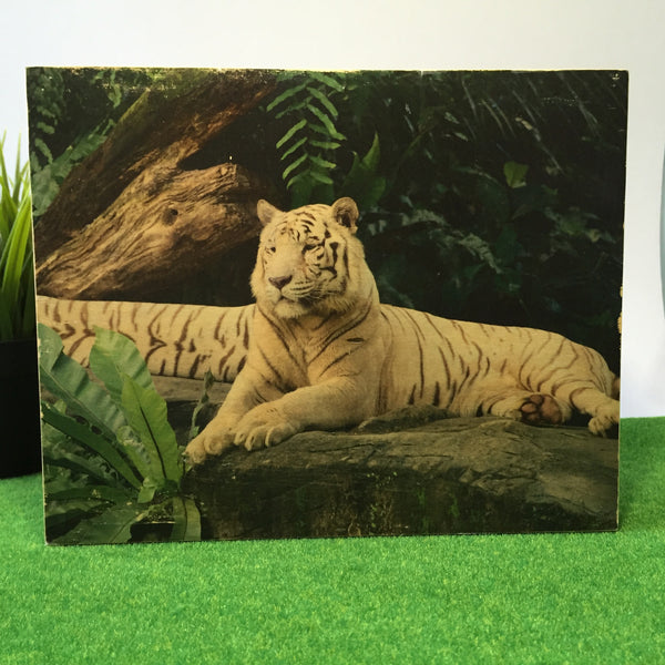 White Tiger From Singapore Zoo